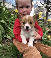 Molly, a female Pembroke Welsh Corgi for sale in Applecreek Village, OH – Photo 1 of 10