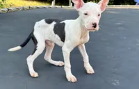 Courage, a male American Pit Bull Terrier for sale in Bowie, MD – 3 of 4