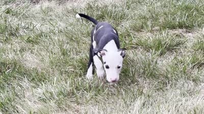 patchy, a female American Pit Bull Terrier for sale in Bowie, MD – 2 of 2