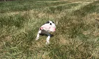 Courage, a male American Pit Bull Terrier for sale in Bowie, MD – 2 of 4