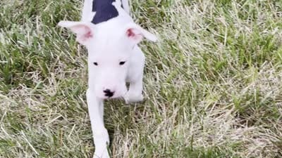 Courage, a male American Pit Bull Terrier for sale in Bowie, MD – 2 of 2
