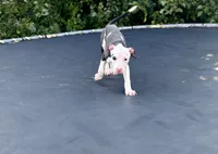 peppa, a female American Pit Bull Terrier for sale in Bowie, MD – 2 of 3