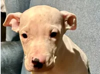 Courage, a male American Pit Bull Terrier for sale in Bowie, MD – 1 of 2