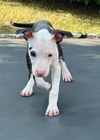 peppa, a female American Pit Bull Terrier for sale in Bowie, MD – 3 of 3