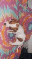 Penny, a female Miniature Dachshund for sale in Diberville, MS – 8 of 9