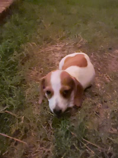 Penny, a female Miniature Dachshund for sale in Diberville, MS – 9 of 9