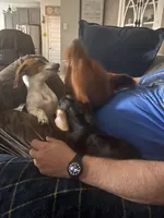 Penny, a female Miniature Dachshund for sale in Diberville, MS – 6 of 9