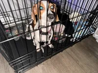 Penny, a female Miniature Dachshund for sale in Diberville, MS – 2 of 9