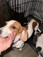 Penny, a female Miniature Dachshund for sale in Diberville, MS – 3 of 9
