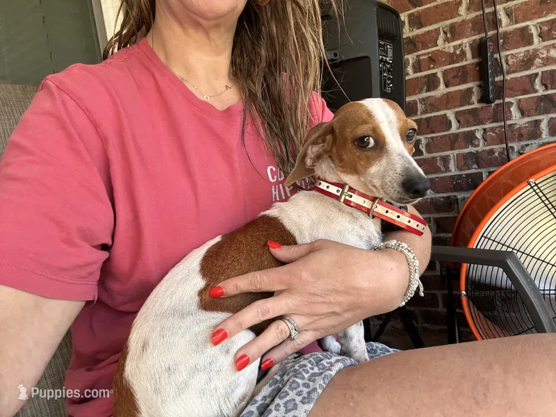 Penny – Miniature Dachshund puppy for sale in Diberville, MS