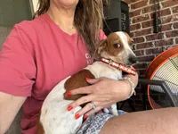 Penny, a female Miniature Dachshund for sale in Diberville, MS – 1 of 9