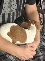 Penny, a female Miniature Dachshund for sale in Diberville, MS – 5 of 9