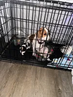 Penny, a female Miniature Dachshund for sale in Diberville, MS – 4 of 9
