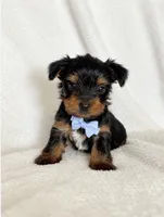 Timothy , a male Yorkshire Terrier for sale in Modesto, CA – 3 of 3