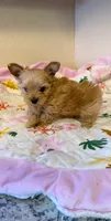 Blondie Teacup Sized , a female Yorkshire Terrier for sale in Modesto, CA – 3 of 3