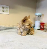 Blondie Teacup size, a female Yorkshire Terrier for sale in Modesto, CA – 3 of 4