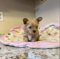 Sunny, a male Yorkshire Terrier for sale in Modesto, CA – 2 of 3