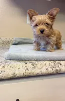 Blondie Teacup size, a female Yorkshire Terrier for sale in Modesto, CA – 4 of 4