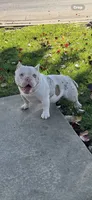 Baby, a female American Bully for sale in Modesto, CA – 4 of 4