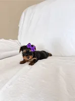 Maddy, a female Yorkshire Terrier for sale in Modesto, CA – 3 of 3