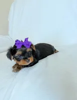 Maddy, a female Yorkshire Terrier for sale in Modesto, CA – 2 of 3