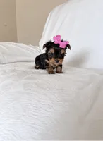 Daisy , a female Yorkshire Terrier for sale in Modesto, CA – 2 of 3