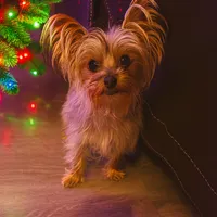 Pup pup teacup Yorkie, a male Yorkshire Terrier for sale in Modesto, CA – Photo 2 of 2