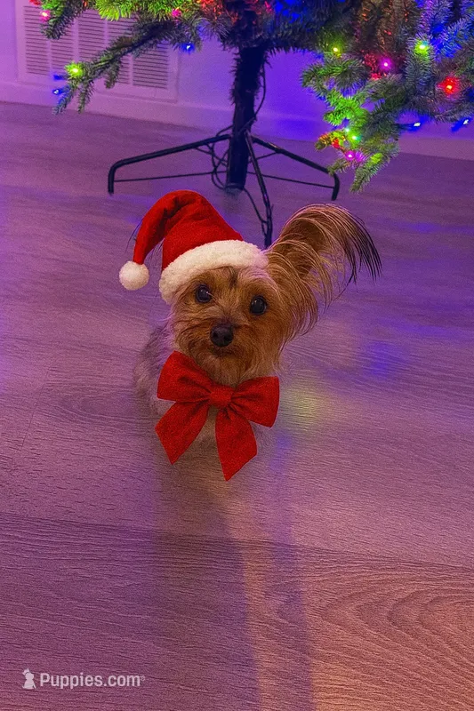 Pup pup teacup Yorkie