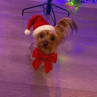 Pup pup teacup Yorkie, a male Yorkshire Terrier for sale in Modesto, CA – Photo 1 of 2