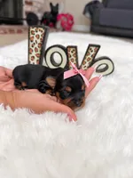 Teacup Lilly , a female Yorkshire Terrier for sale in Modesto, CA – 3 of 7
