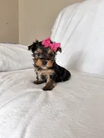 Daisy , a female Yorkshire Terrier for sale in Modesto, CA – 3 of 3
