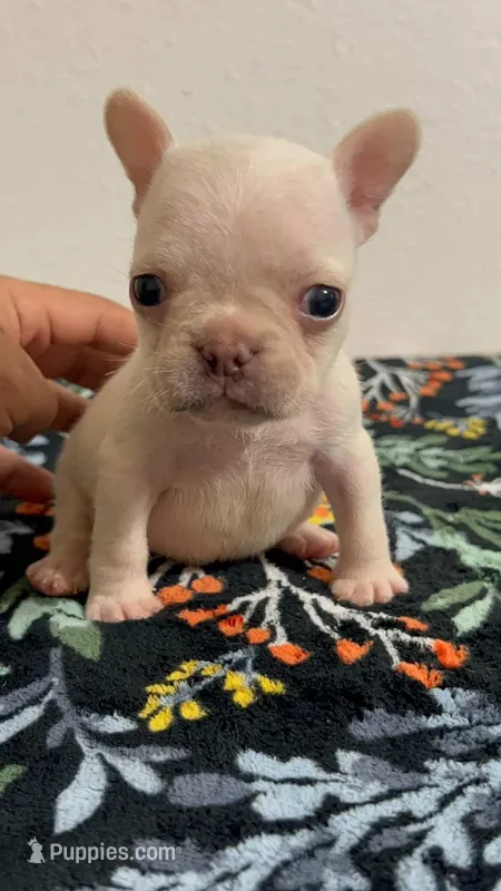 Extreme Pied platinum 