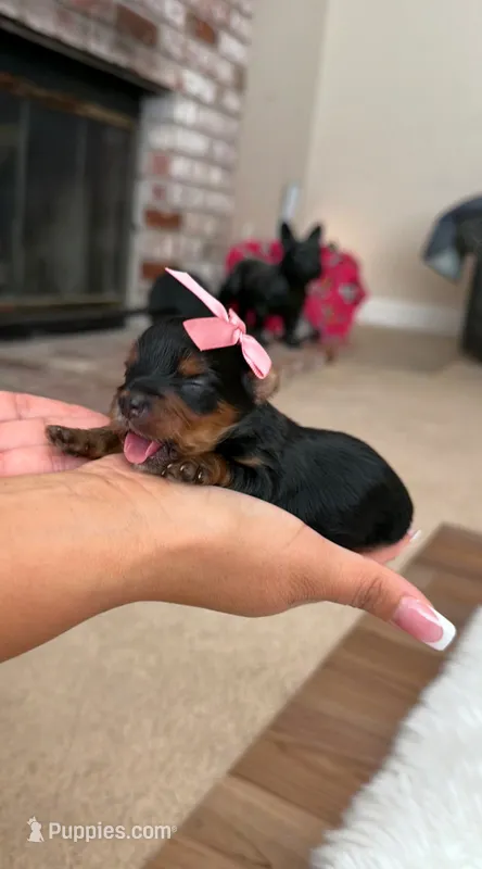Teacup Lilly  – Yorkshire Terrier puppy for sale in Modesto, CA