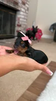 Teacup Lilly , a female Yorkshire Terrier for sale in Modesto, CA – 1 of 7