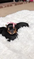 Teacup Lilly , a female Yorkshire Terrier for sale in Modesto, CA – 4 of 7
