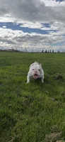 Baby, a female American Bully for sale in Modesto, CA – 2 of 4