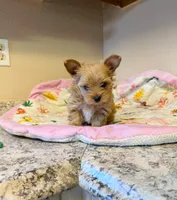 Sunny, a male Yorkshire Terrier for sale in Modesto, CA – 3 of 3