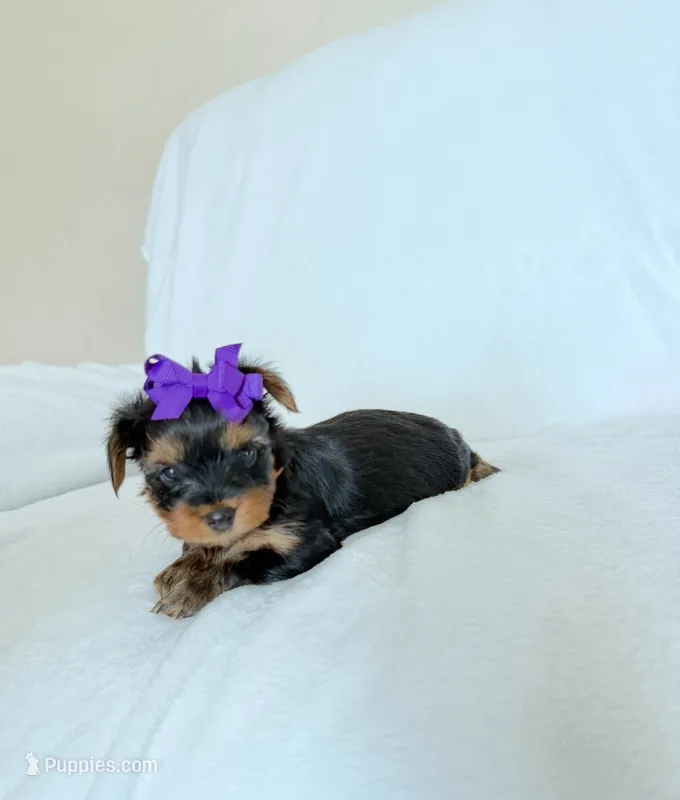 Maddy – Yorkshire Terrier puppy for sale in Modesto, CA