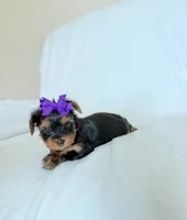 Maddy, a female Yorkshire Terrier for sale in Modesto, CA – 1 of 3