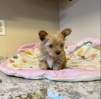 Blondie Teacup Sized , a female Yorkshire Terrier for sale in Modesto, CA – 2 of 3