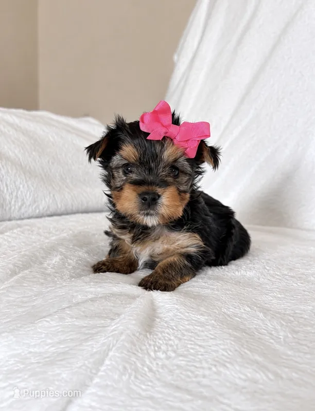 Daisy  – Yorkshire Terrier puppy for sale in Modesto, CA