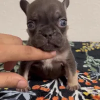 Chocolate Tri, a male French Bulldog for sale in Modesto, CA – 1 of 1