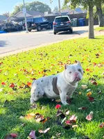 Baby, a female American Bully for sale in Modesto, CA – 3 of 4