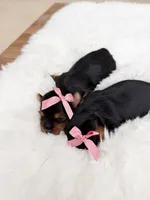 Teacup Lilly , a female Yorkshire Terrier for sale in Modesto, CA – 2 of 7