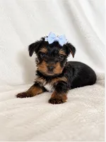 Timothy , a male Yorkshire Terrier for sale in Modesto, CA – 2 of 3