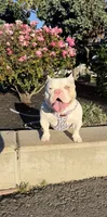 Baby, a female American Bully for sale in Modesto, CA – 1 of 4