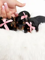 Teacup Lilly , a female Yorkshire Terrier for sale in Modesto, CA – 6 of 7