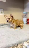 Blondie Teacup size, a female Yorkshire Terrier for sale in Modesto, CA – 2 of 4