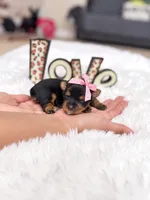 Teacup Lilly , a female Yorkshire Terrier for sale in Modesto, CA – 5 of 7