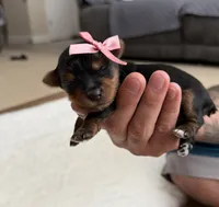 Teacup Lilly , a female Yorkshire Terrier for sale in Modesto, CA – 7 of 7